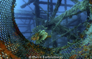 LION IN THE CIRCLE/MABUL-KAPALAI-BORNEO/NIKON D300,NIKKOR... by Marco Bartolomucci 